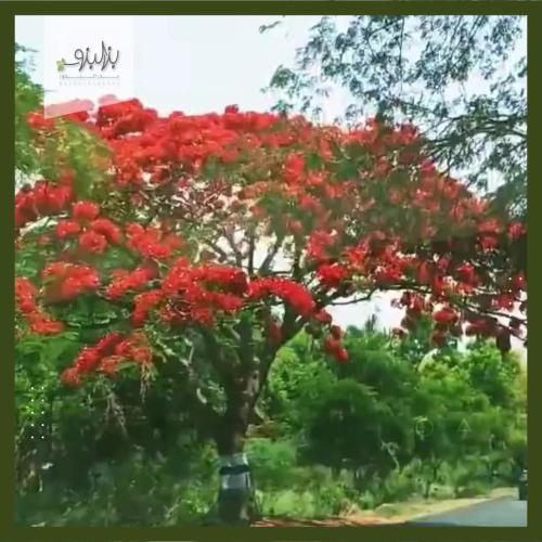 بذور شجرة بونسيانا أحمر الرنف الملكيDelonix regia