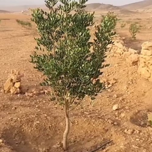 بذور شجرة خروب او الخرنوب ceratonia siliqua