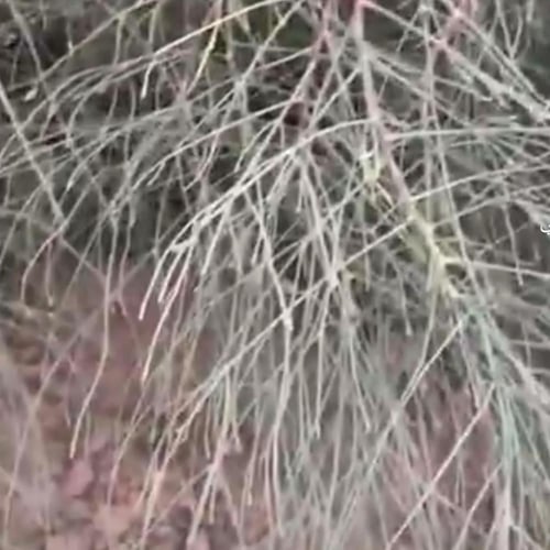 بذور شجرة غصن اللبان العربي المورنقاMoringa Peregr...