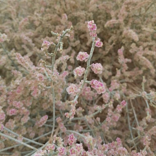 بذور شجرة الرمث البريHaloxylon salicornicu