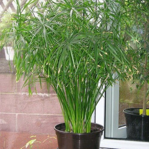 بذور نبات السعد المظلي Cyperus alternifolius