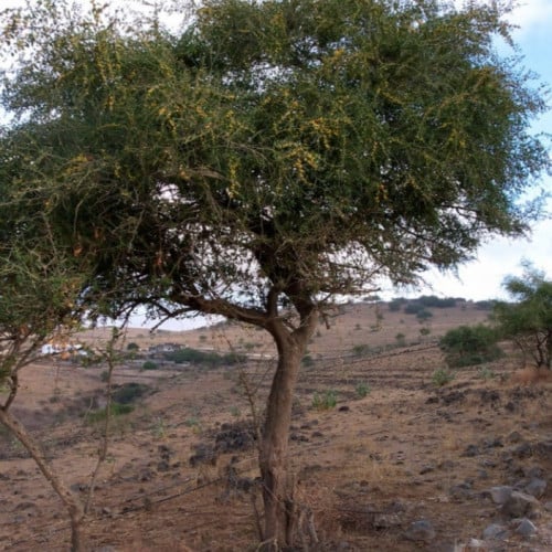 بذور شجرة السدر البري الضال Ziziphus spina-christi