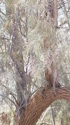 بذور شجرة الأثل بلدي