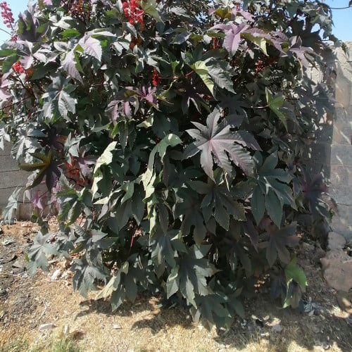 بذور شجرة الخروعRicinus communis
