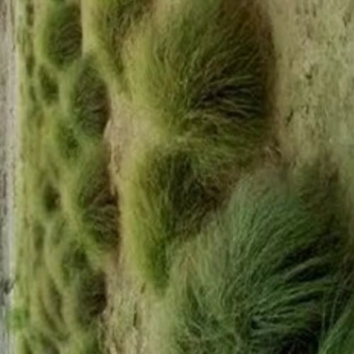 بذور نبات عشبة الاذخر البري Cymbopogon