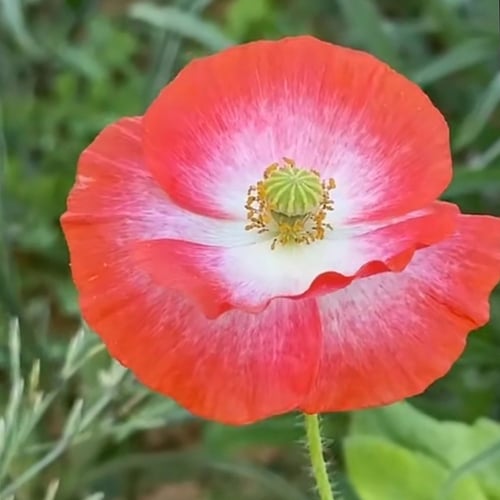 بذور زهرة الديدحان Anemone