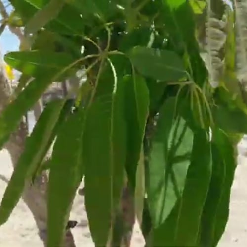 بذور شجرة التابوبيا ذهبية Tabebuia Aurea