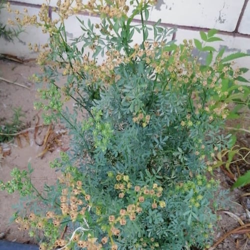 بذور عشبة الشذاب الاذفر Ruta graveolens