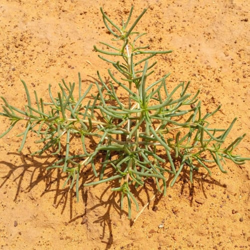 بذور شجرة الشنان او العجرم Anabasis