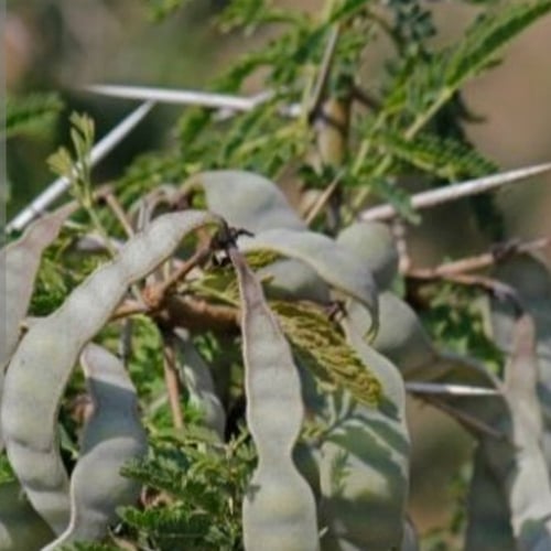 بذور شجرة القرض بري البلدي Acacia arabica