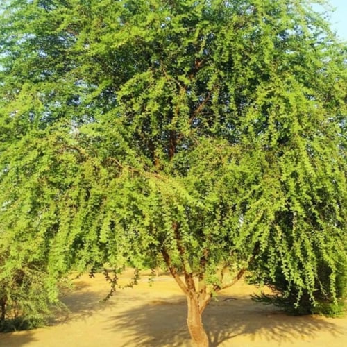 بذور شجرة الغضا Haloxylon ammodendron