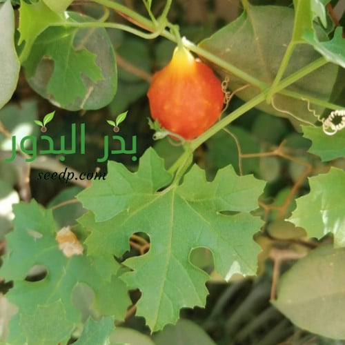بذور شجرة المعضوضة البلسمية Momordica balsamina