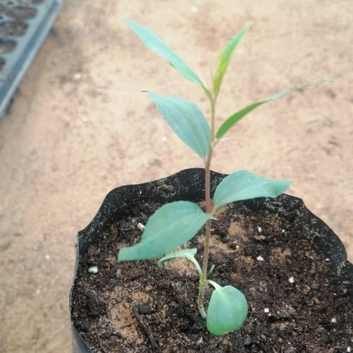 بذور شجرة السدر البلدي. النبق Ziziphus spina-chris...