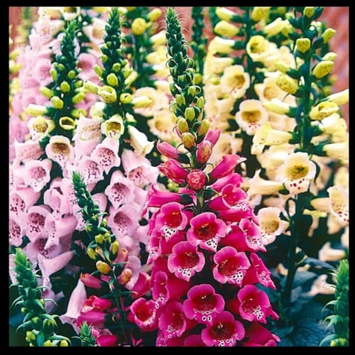 بذور زهرة قمعية الارجوانية Digitalis