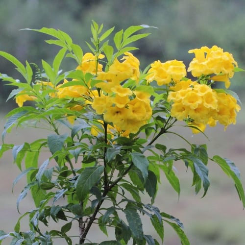 بذور شجرة تيكوما ستانسTecoma stans