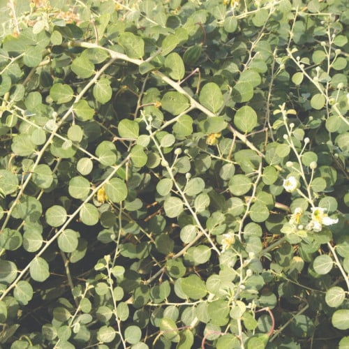 بذور شجرة الشفلح البرية Capparis spinosa