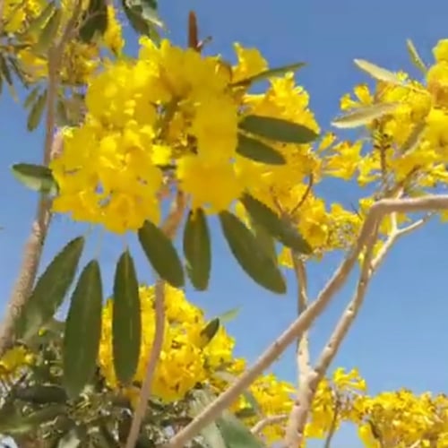 بذور شجرة التابوبيا ذهبية Tabebuia Aurea