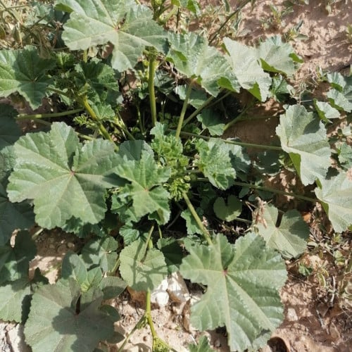 بذور شجرة الخبيزة ( Malva neglecta )