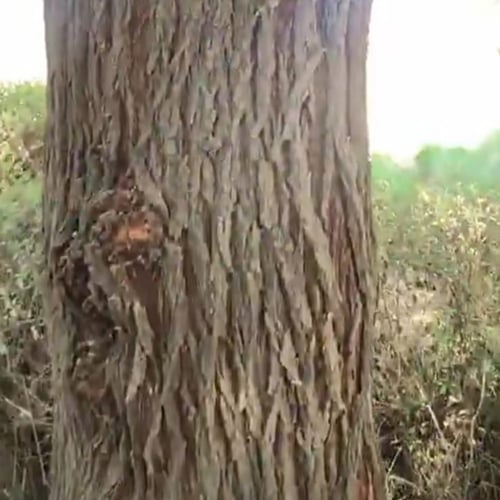 بذور شجر القرض . السنط النيلي الافريقي - Acacia ni...