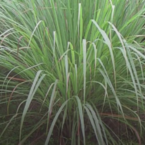 بذور نبات عشبة الاذخر البري Cymbopogon