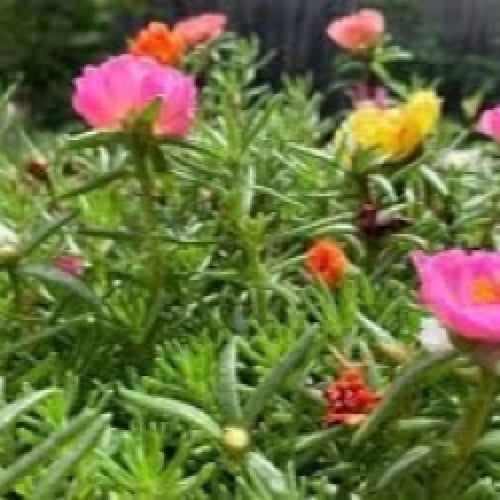 بذور زهرة الرجلة الصباح الستاتس Portulaca grandifl...