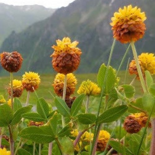 بذور شجرة النفل البري Trifolium arvense