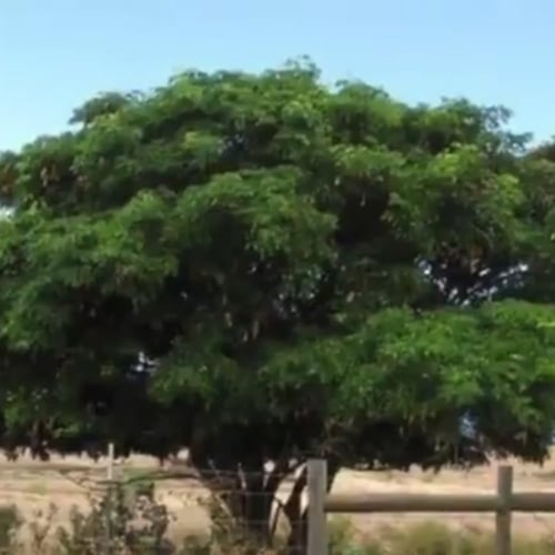 بذور شجرة اللبخ Albizia Lebbeck