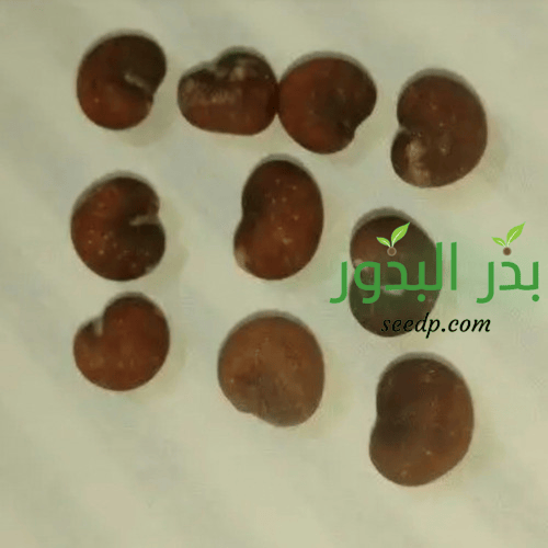 بذور شجرة التبلدي Adansonia