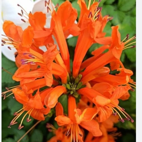 بذور شجرة تيكوماريا كابينسيسCapensis