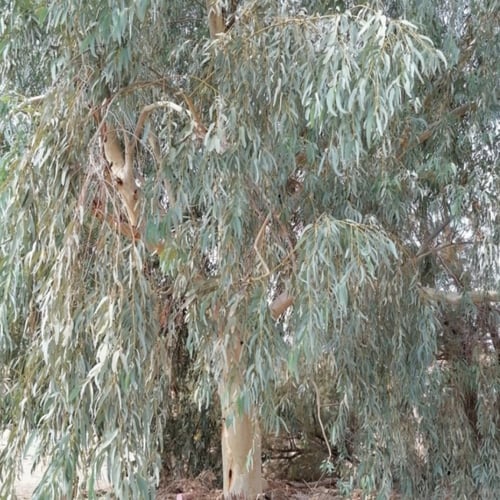 بذور شجرة الأوكالبتوس الكينا البلدي أو الكافور Euc...