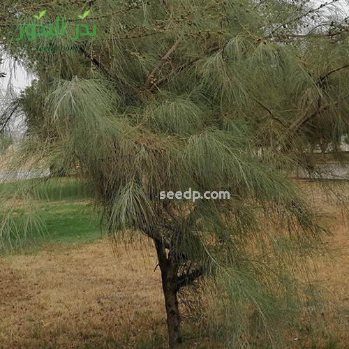 بذور شجرة الاثل الامريكي كازورينا - Casuarina