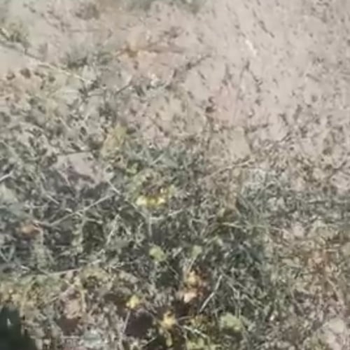 بذور شجرة الرقروق البرية Helianthemum