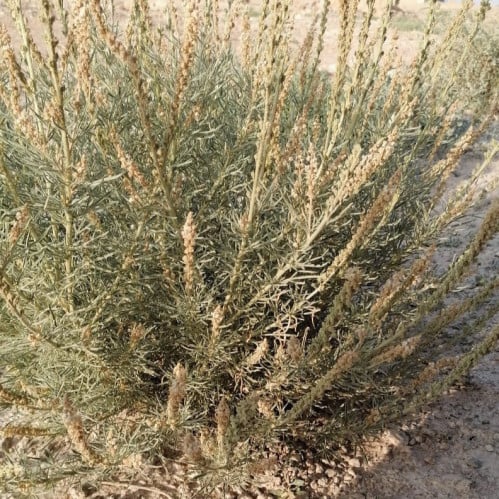 بذور عشبة الذنيبان Reseda muricata