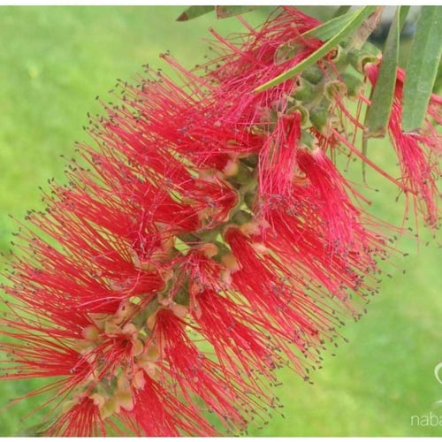 بذور شجرة فرشاة الزجاج Calistemon Viminalis
