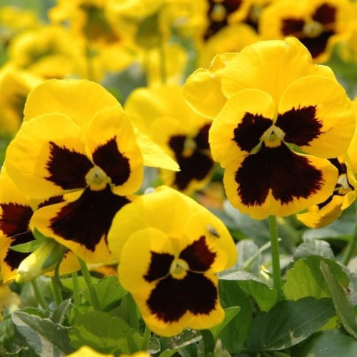 بذور زهرة البانسي pansy الصفراء