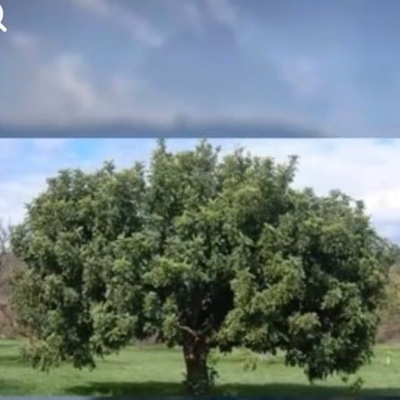 بذور شجرة خروب او الخرنوب ceratonia siliqua