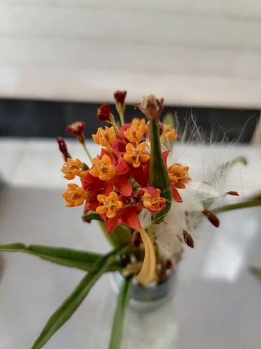 بذور زهرة الصقلاب لانتانا لبناني Asclepias curassa...