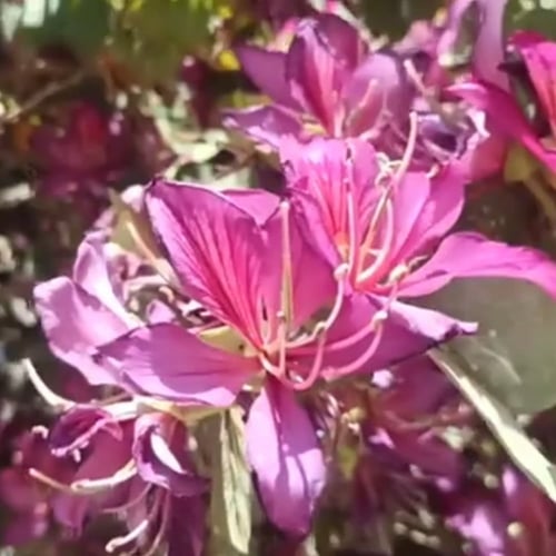 بذور شجرة بوهينيا . خف الجمل Bauhinia variegata