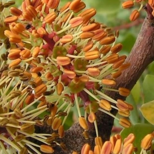 بذور شجرة خروب او الخرنوب ceratonia siliqua