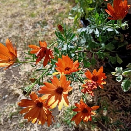 بذور زهرة الديمورفوتيكا سينواتا dimorphotheca sinu...