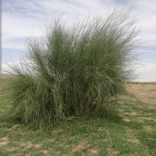 بذور شجرة الرتم Retama raetam