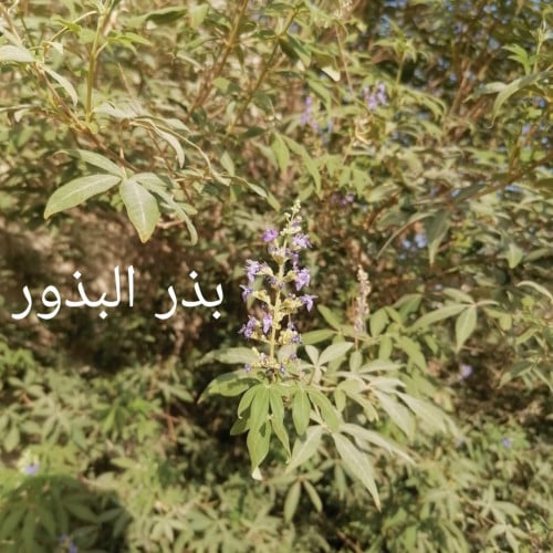 بذور شجرة كف مريم . فيتكسVitex agnus-castus