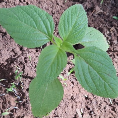بذور شجرة الشيا salvia hispanica