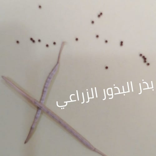 بذور نبات عشبة الحرشاء البري
