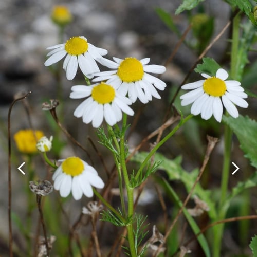 بذور زهرة البابونج Matricaria chamomilla