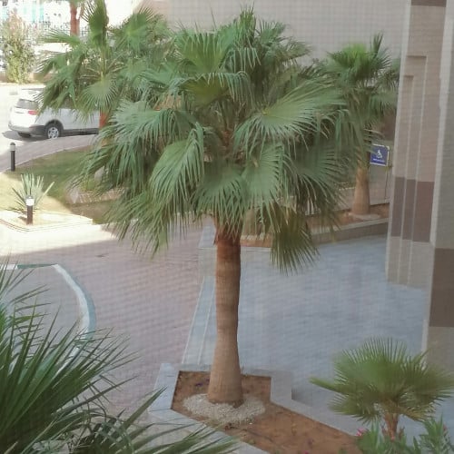 بذور شجرة النخيل واشنطوني -برتشارديا‬ ‫‬Washington...