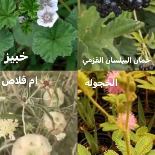 بذور متنوعة لاشجار مشكلة
