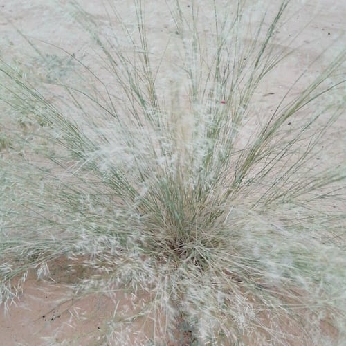 بذور شجرة النصي البري Stipagrostis