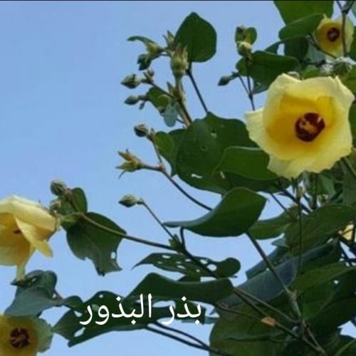 بذور شجرة الخبازي الساحلي ( Hibiscus Tiliaceus )