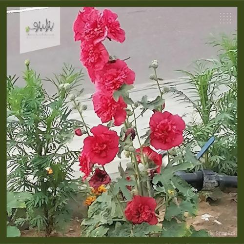 بذور زهرة الخطمية . الختمية - ألسيا روزي Alcea Ros...